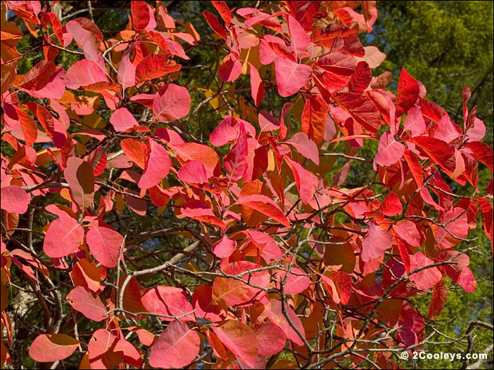 leaves